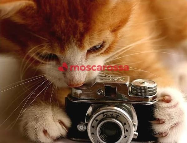 foto 3202677231