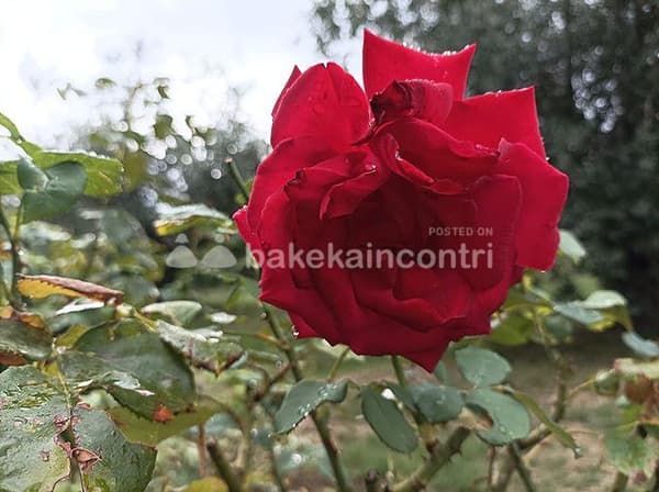 foto 3444533262