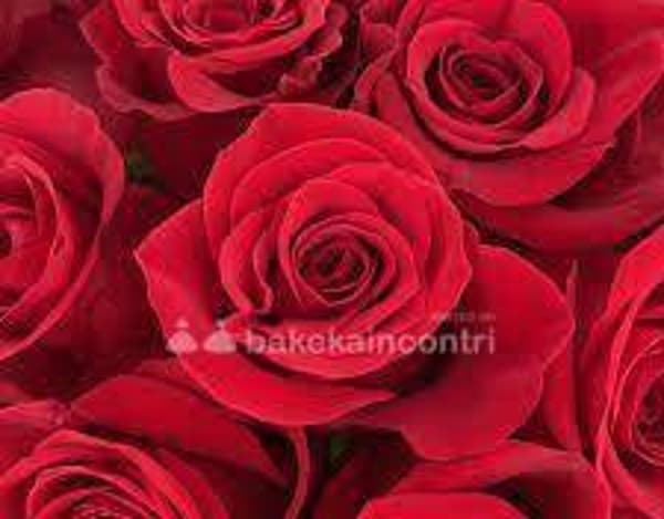 foto 3291030973